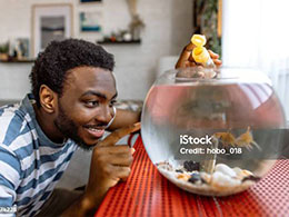 A guy feeding two goldfish