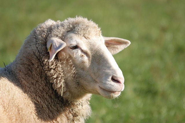 image of a sheep