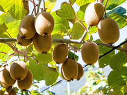 Kiwifruit Capital