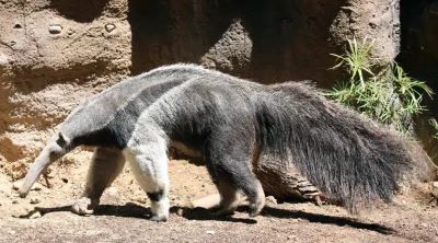 image_of_anteater