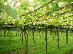 Beautiful Kiwifruit