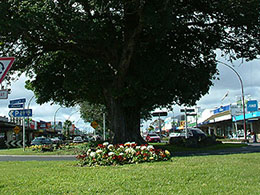 Te Puke main street