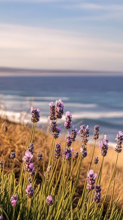 lavenders swaying by the beach