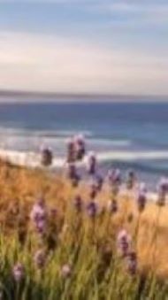 Lavender at the beach