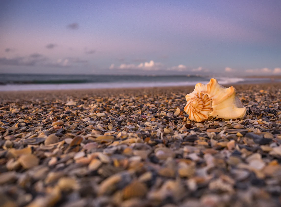 Shells at the beach