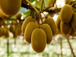 Kiwifruit Capital