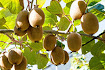 kiwifruit capital