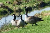 Canadian Geese By A River