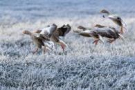 Grey Geese In Snow