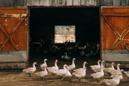 Geese Poultry