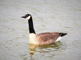 Canadian Goose In Water