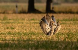 Geese In A Field