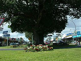 Te Puke main street
