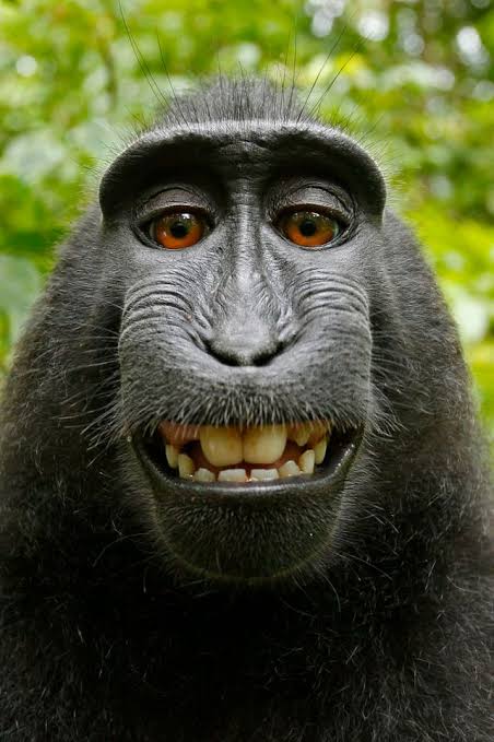 monkey