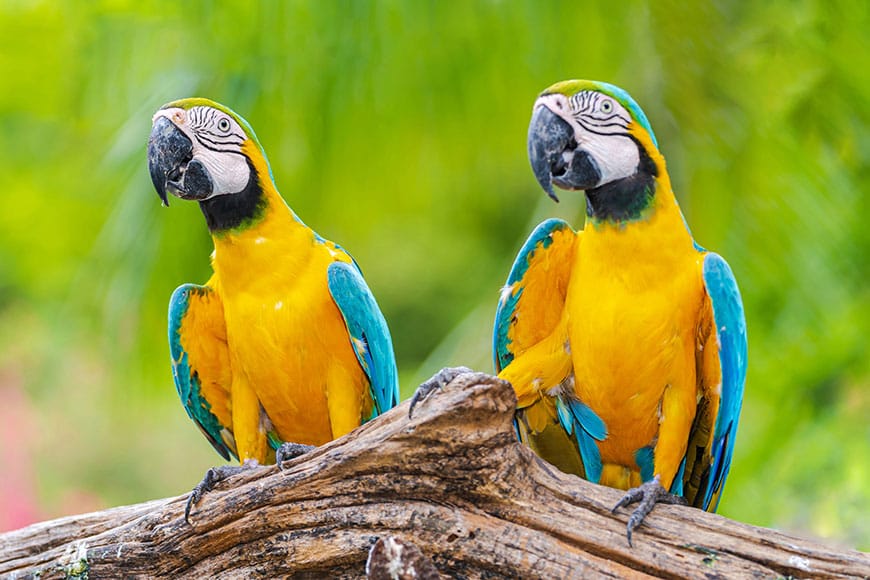 parrots