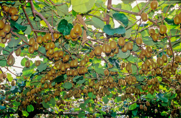 Kiwifruit Capital