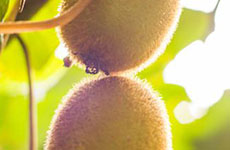 kiwifruit capital
