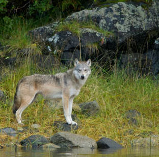 Wolf standing nex to a body of water