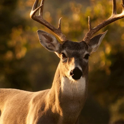 wild deer