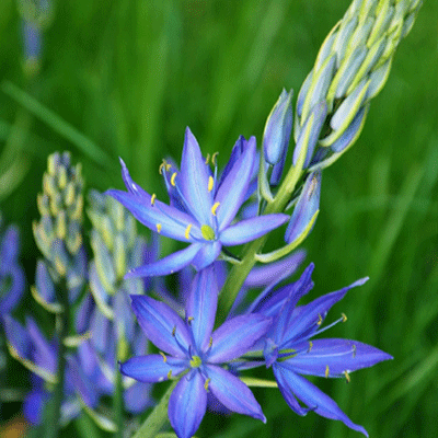 vancouver native flower