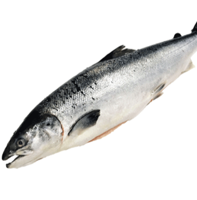 salmon