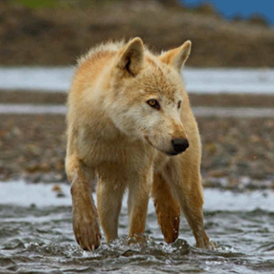side wolf 1