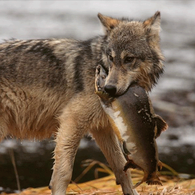 side wolf 3