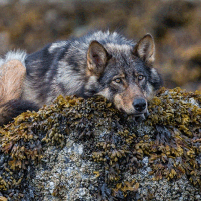side wolf 4