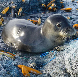 seal