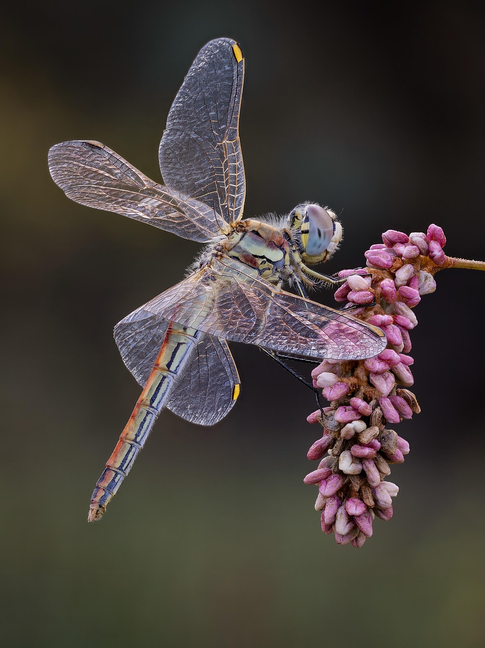 limerick dragonfly