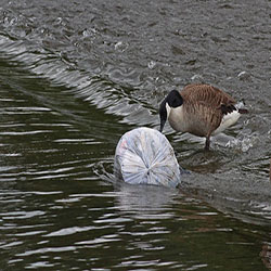 What is Plastic Pollution?