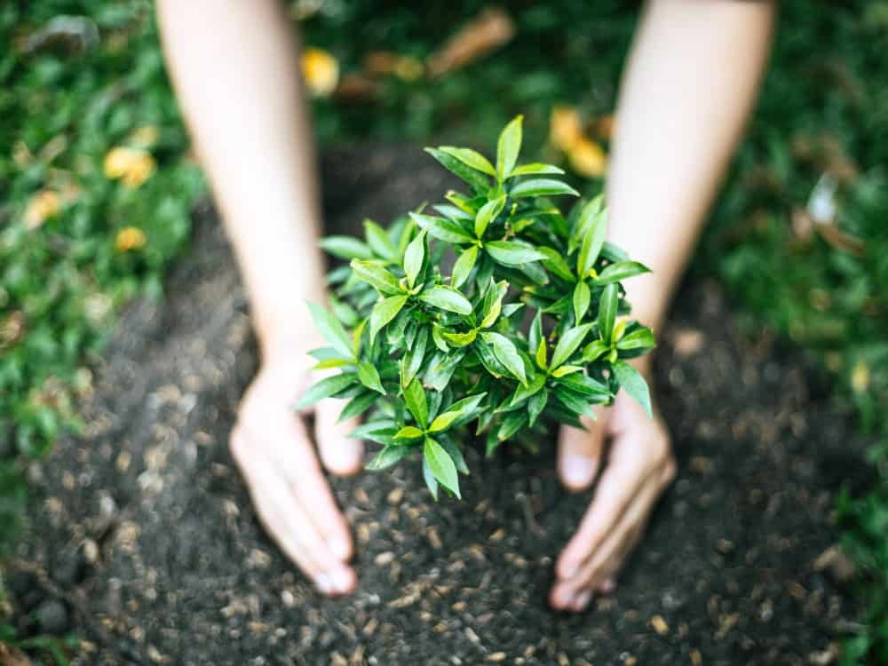 Sustainable Living
