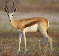 image of a springbok