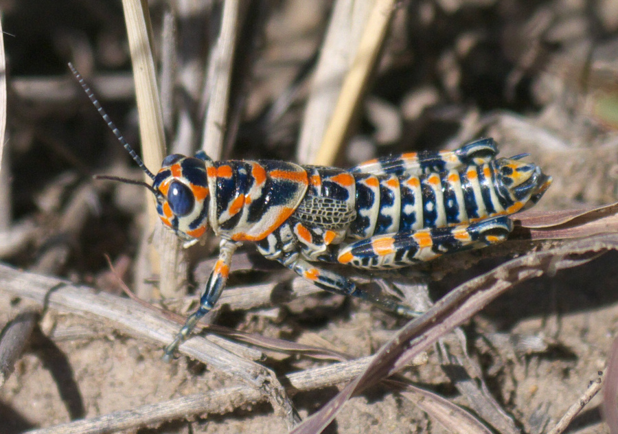 Variegrated grasshopper