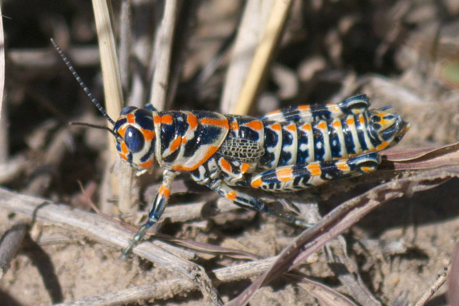 Variegated grasshopper