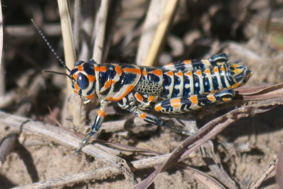 Rainbow Grasshopper Black Mesa Oklahoma