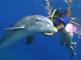 Swimming with dolphins